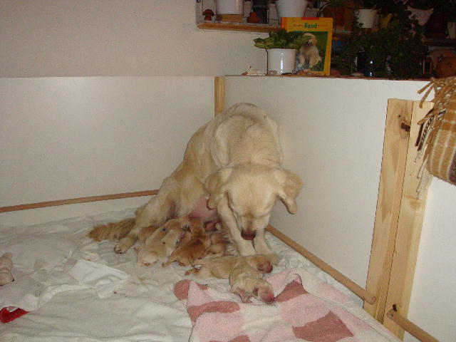Shila mit Welpen