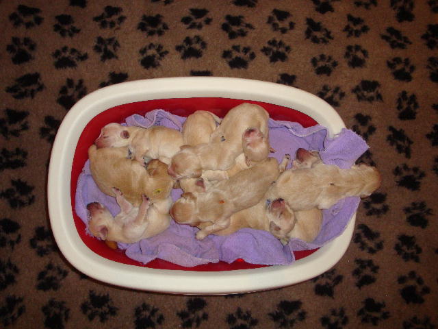 26.02.2010 alle 10 Welpen