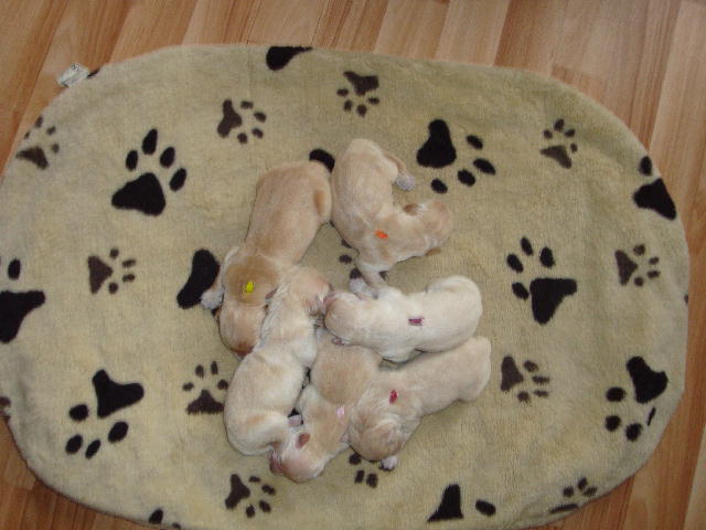 27.02.2010 Hündinen