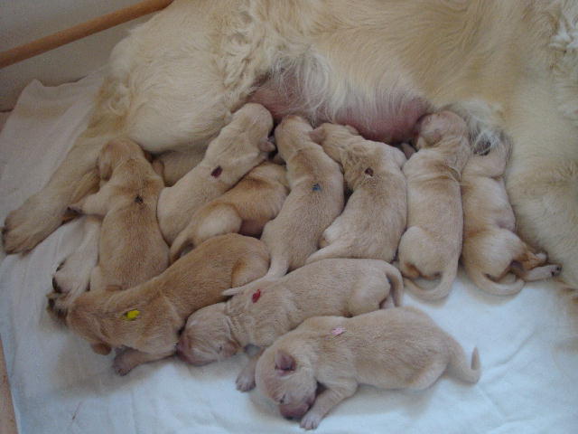 10 Welpen und shila