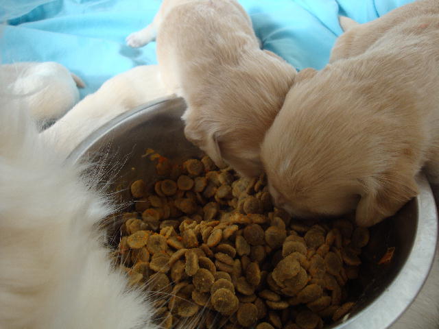 mama's Futter