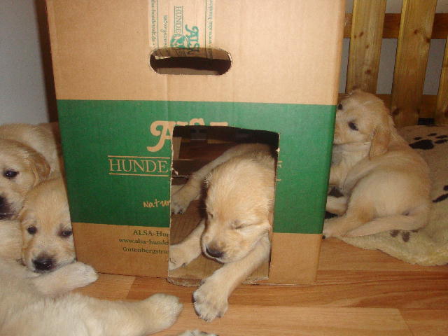 Hundehaus
