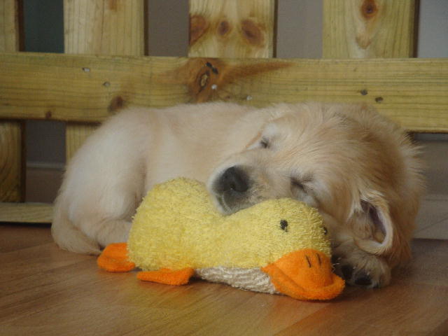 mein Kuschelentchen