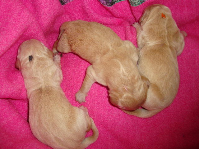 schwarz, orange, rosa