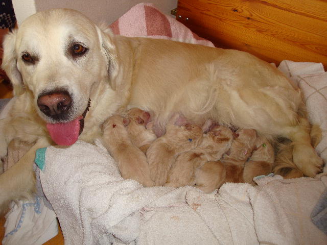 Shila mit ihren 9 Welpen