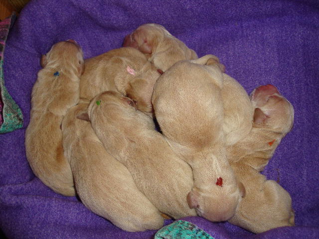 5 Welpen
