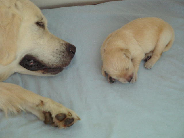Mama und braun