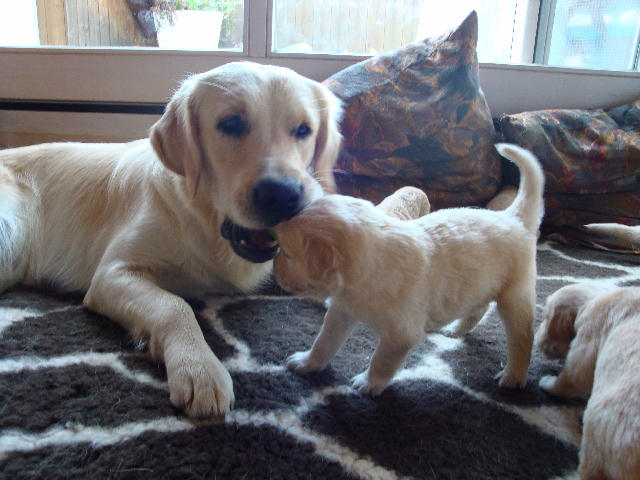 hallo groe Schwester
