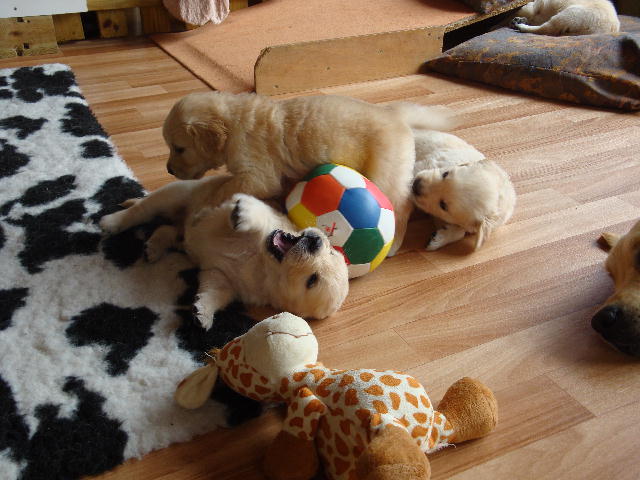 toben macht spass