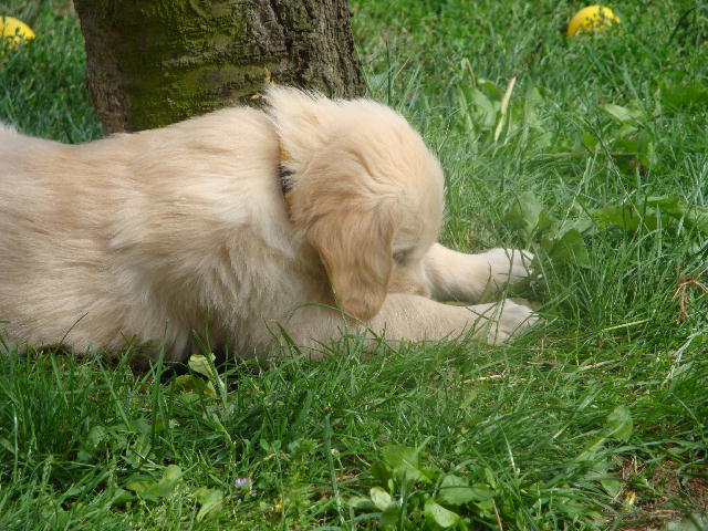gelb im Gras