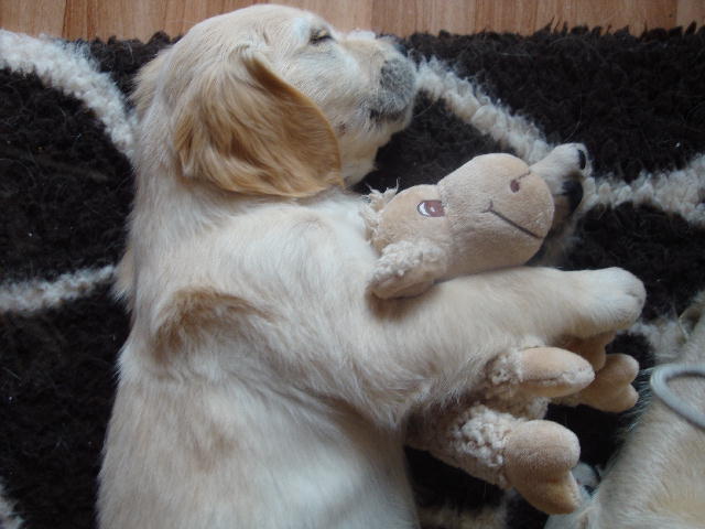 schlafen mit Kuscheltier
