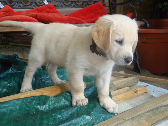 benji-sancho