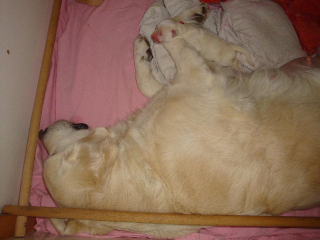 Shila und Rot