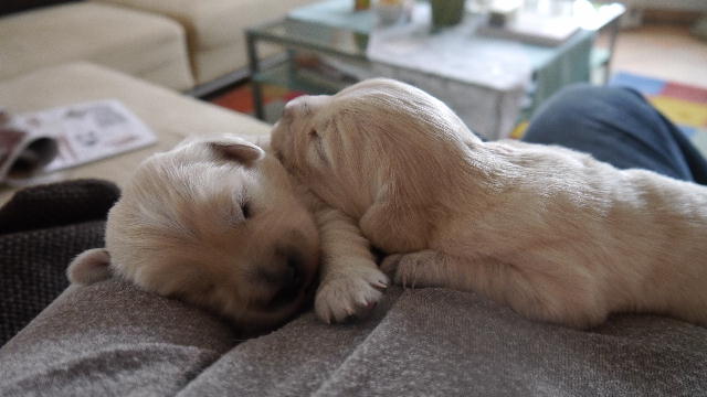 gelb und rot beim kuscheln