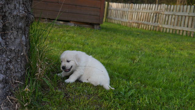 rot mit Grashalm