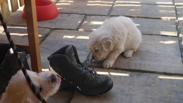rot mit schuh