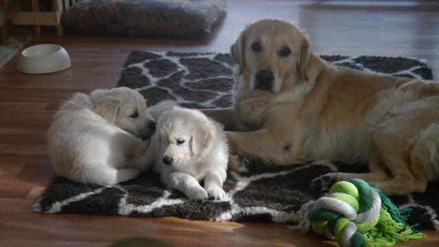 carlo und carlos mit amy