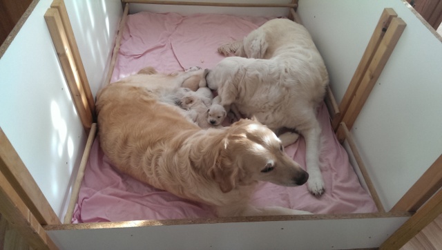 amy, shila und die kleinen
