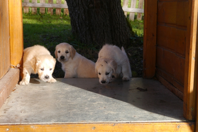 blau,schwarz und pink