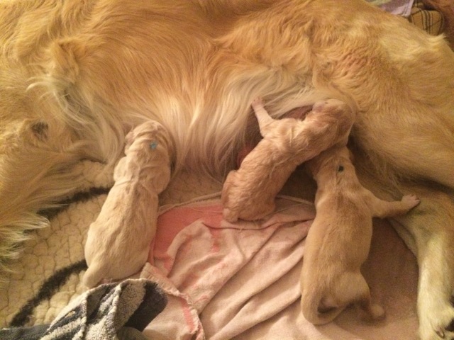 amy und 3 welpen