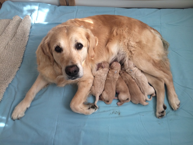 amy mit welpen