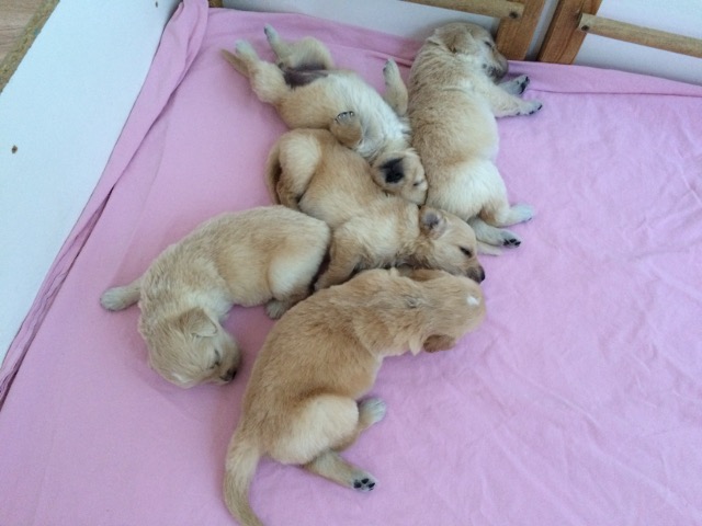 kuscheln