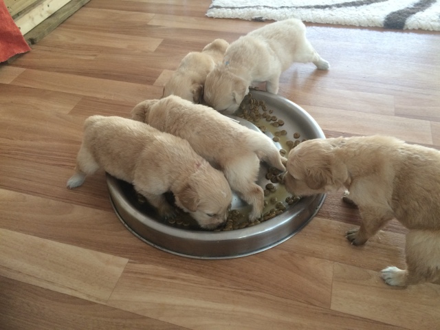 Fressen aus dem groen Napf