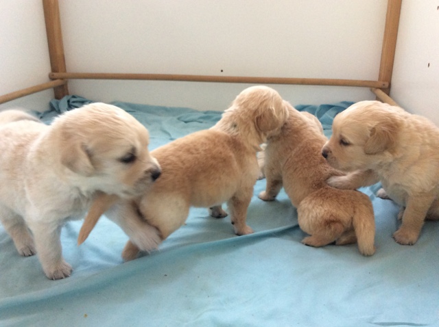 blau, grn, rot und grau