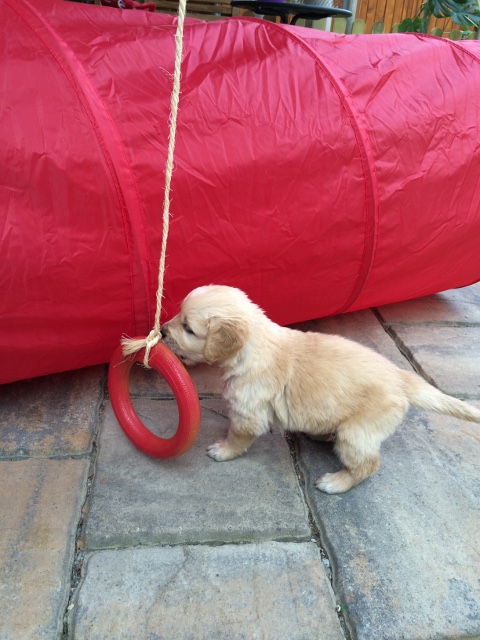 am Ring