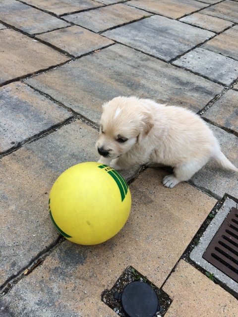 welpe mit gelbem Ball