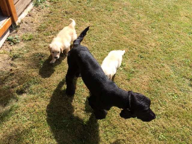 Hundebesuch