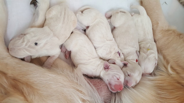 Amy mit 5 Welpen