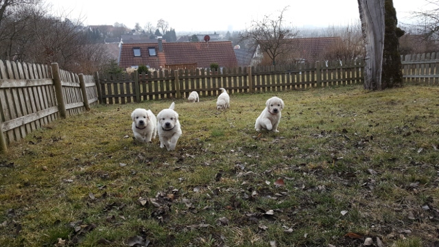 Im Garten