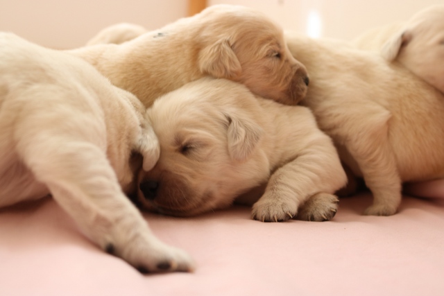 kuscheln