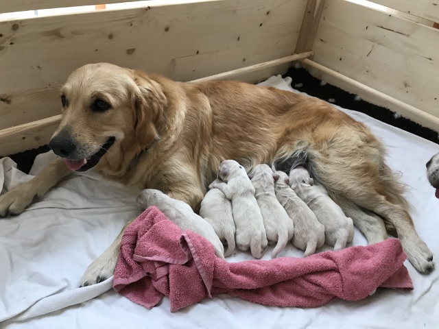 Elli mit 6 Welpen