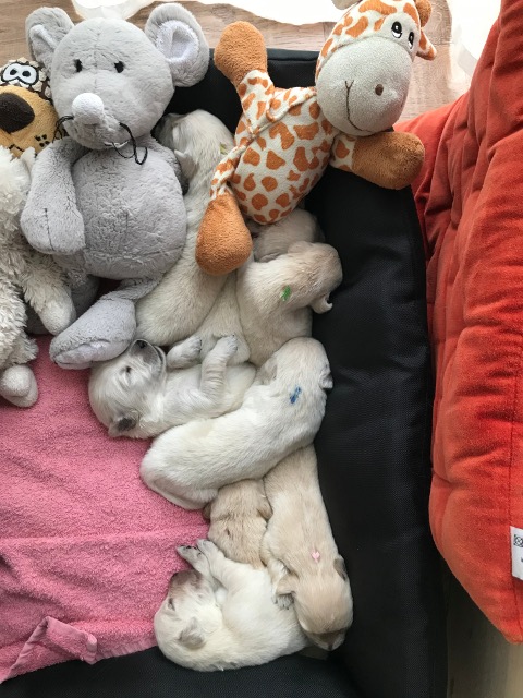 Im Körbchen