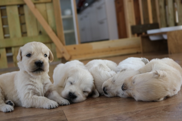 5 Welpen