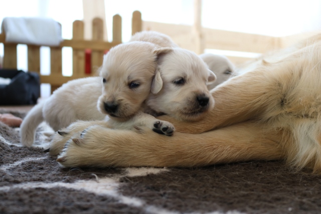 2 Welpen bei Elli