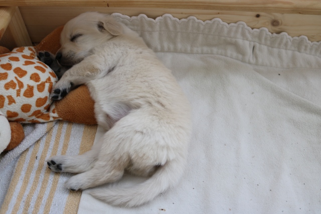 Welpe mit Kuscheltier