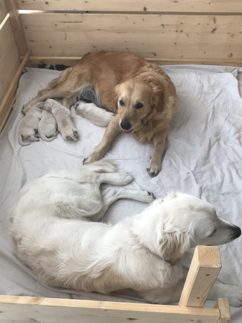 Elli, Coco und Welpen