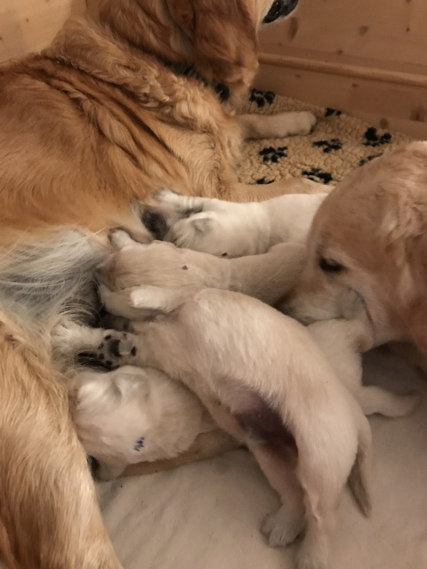 Elli, Welpen und Amy