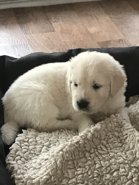 Lila