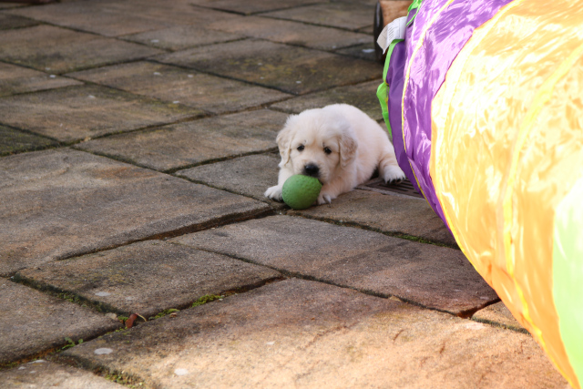 mit grnem Ball