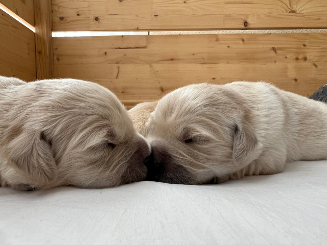 Rde braun und Hndin lila