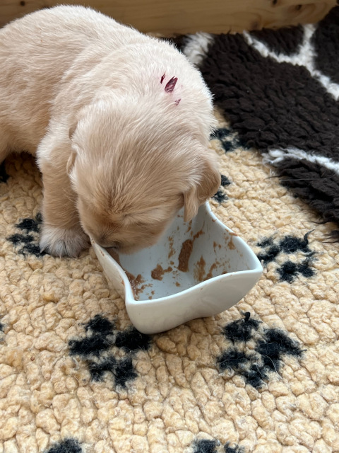 Lila Welpenmousse
