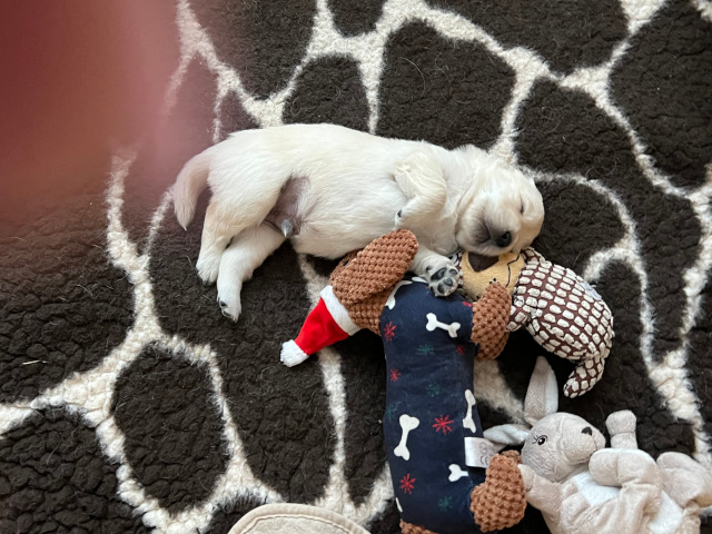 kuscheln