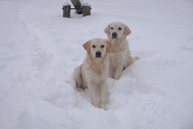 Shila und Amy im Schnee